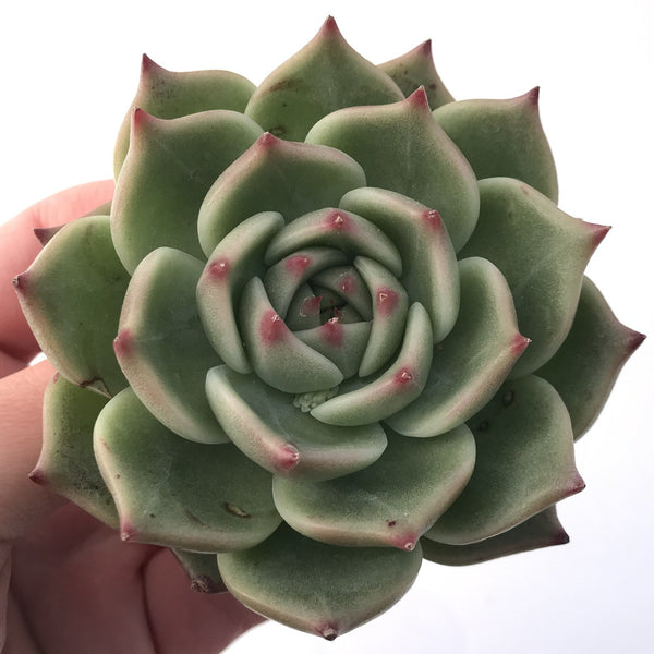 Echeveria Agavoides 'Derenceana' 3” Succulent Plant