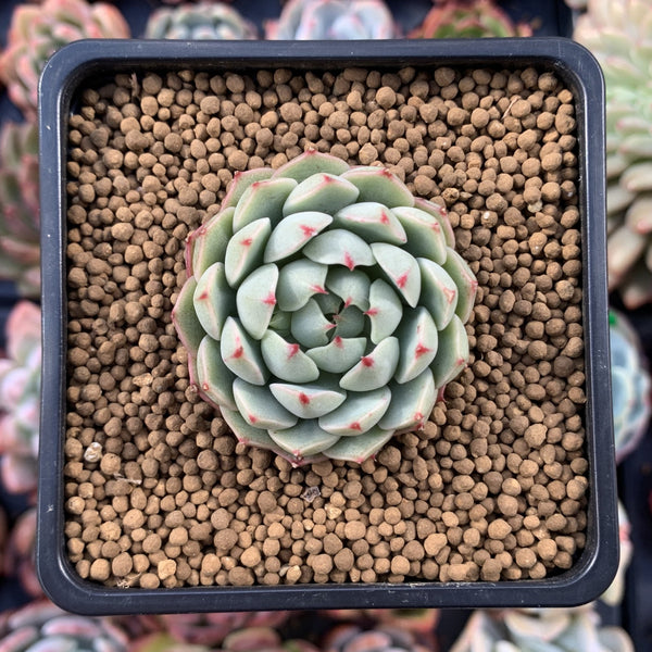 Echeveria 'Yeonji' 1" New Hybrid Succulent Plant