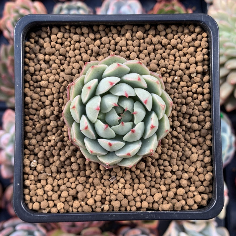 Echeveria 'Yeonji' 1" New Hybrid Succulent Plant