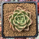 Echeveria Agavoides 'Spicy' 2" Succulent Plant