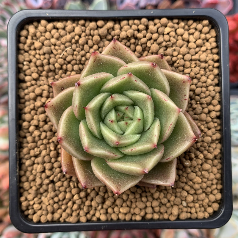 Echeveria Agavoides 'Spicy' 2" Succulent Plant