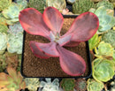 Echeveria 'Angel Wings' Variegated 2" Succulent Plant