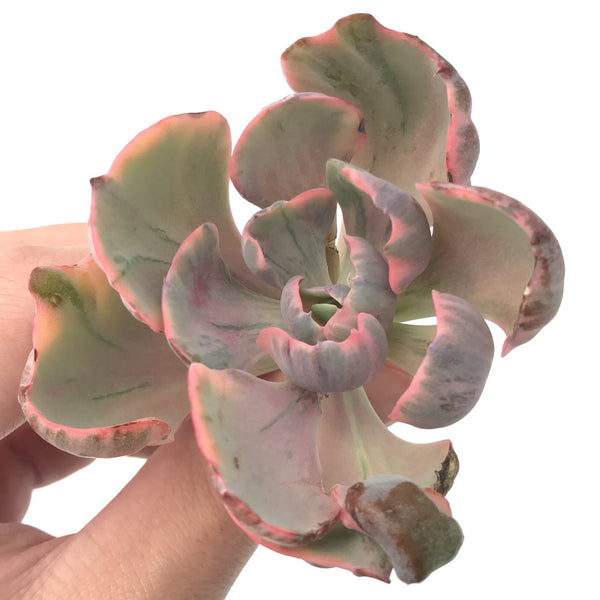 Echeveria 'Hearts Delight' Variegated AKA 'Beyonce Rainbow' 3"-4" Succulent Plant