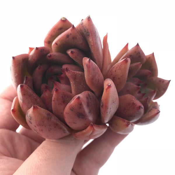 Echeveria Agavoides Red Maria 5” Rare Succulent Plant