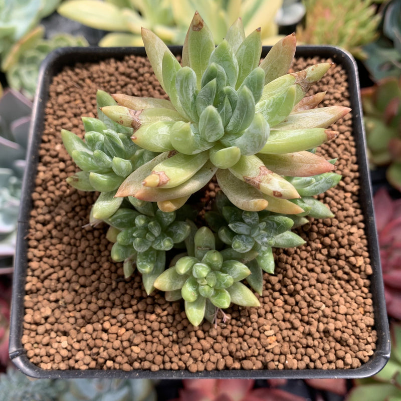 Pachyveria 'Bellgrave' Cluster 2"-3" Succulent Plant