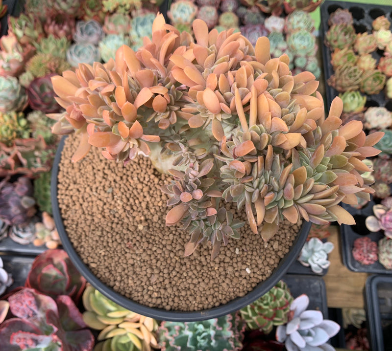 Graptoveria 'Fred Ives' Crested Cluster 7"-8" Succulent Plant