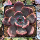 Echeveria 'Red Night' 3" Succulent Plant