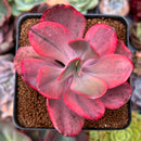 Echeveria 'Angel Wings' Variegated 3" Succulent Plant