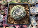 Echeveria 'Mexico Rose' 2" Succulent Plant