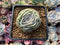 Echeveria 'Mexico Rose' 2" Succulent Plant