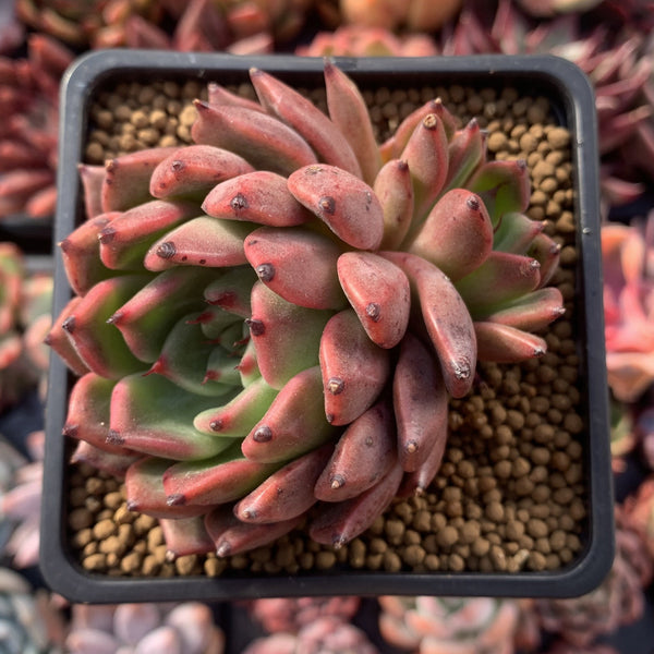 Echeveria Agavoides 'Golden Bear' 3" Succulent Plant