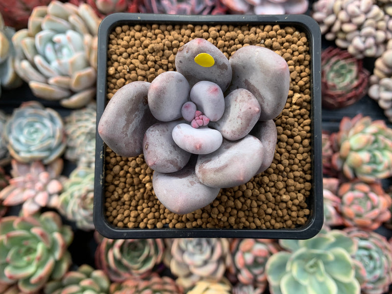 Pachyveria 'Beauty' 2" Powdery Succulent Plant