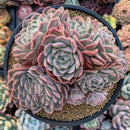 Echeveria 'Primera' Crested 5" Large Succulent Plant