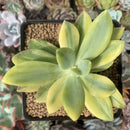 Pachyveria 'Cypress' Variegated 3"-4" Succulent Plant