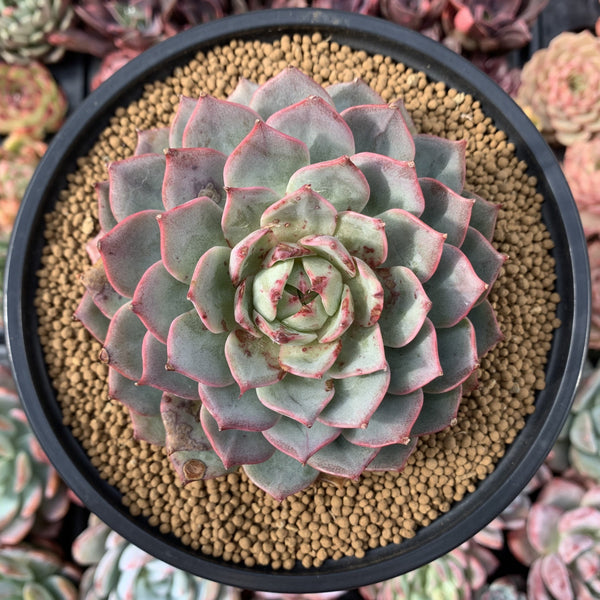 Echeveria sp. 5" Succulent Plant