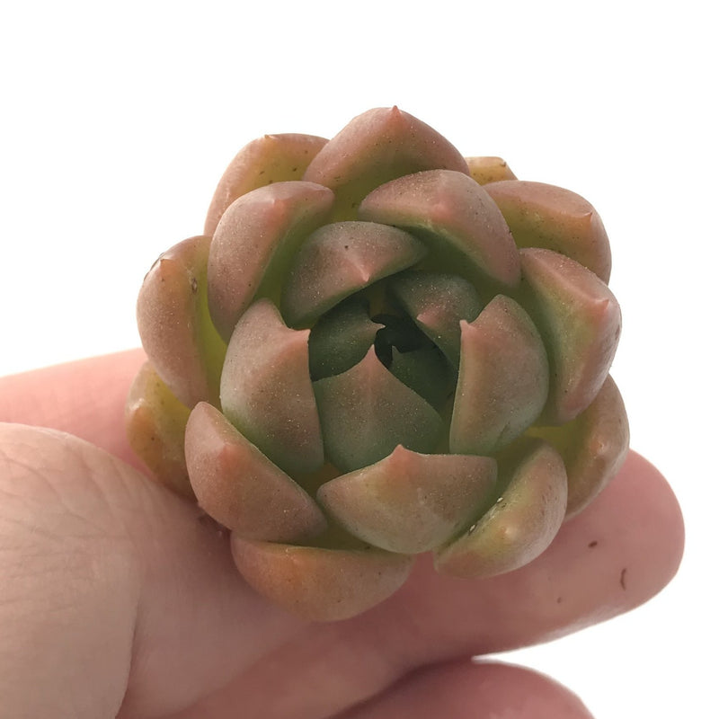 Echeveria Agavoides 'Chimera' 2" Succulent Plant