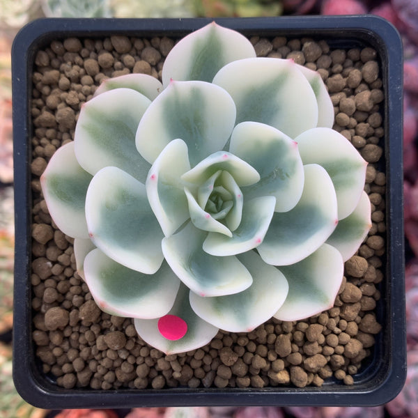 Echeveria 'Compton Carousel' Variegated 2" Succulent Plant