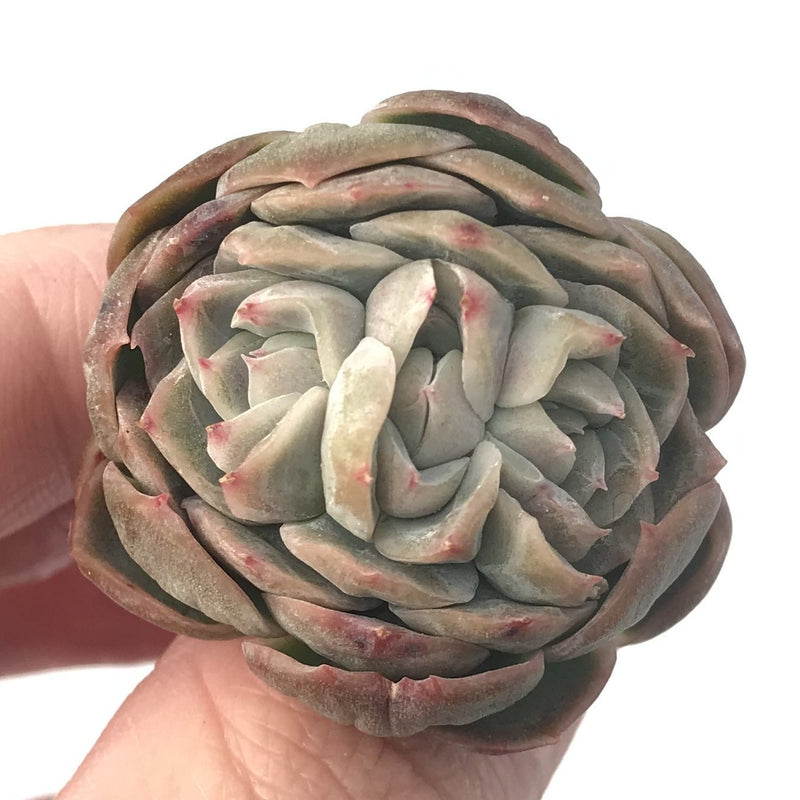 Echeveria 'Primera' Crested 1" Succulent Plant