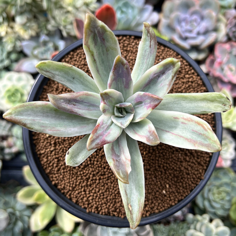 Graptoveria 'Fred Ives' Variegated 4" Succulent Plant 1" Succulent Plant