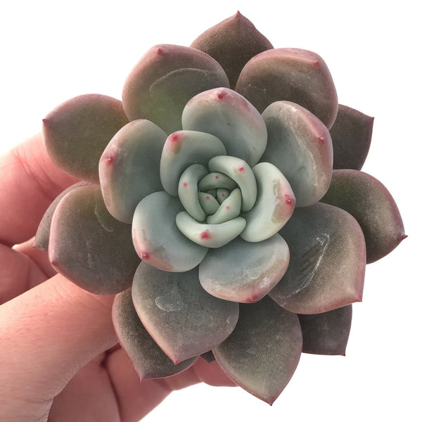 Echeveria 'Purple Champaign' 4 Succulent Plant