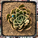 Echeveria Agavoides 'Walshire' 2"-3" Succulent Plant