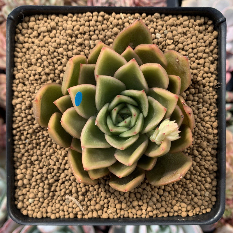 Echeveria Agavoides 'Walshire' 2"-3" Succulent Plant