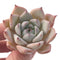 Echeveria 'Larega' Powdery 2" Succulent Plant