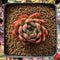 Echeveria Agavoides 'Alvaroz' 2" Succulent Plant