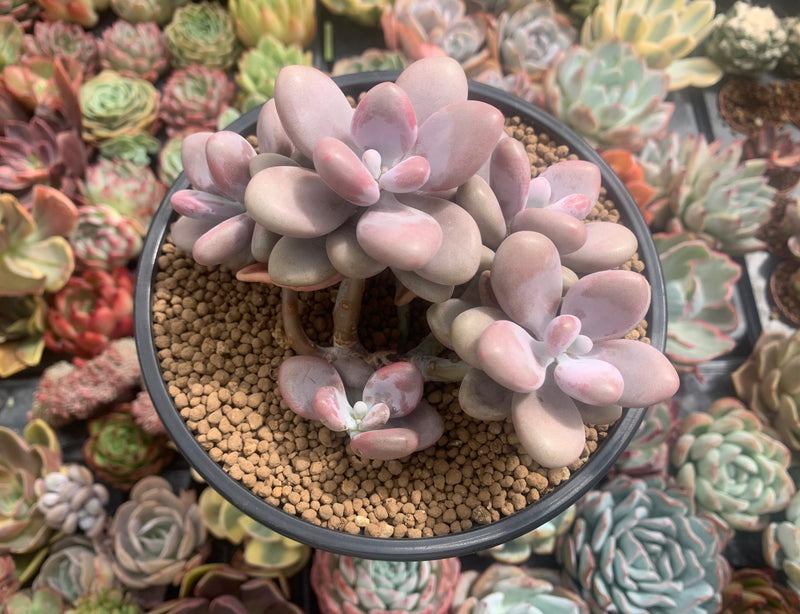 Graptopetalum 'Amethyst' 5" Cluster Succulent Plant