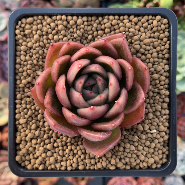 Echeveria Agavoides 'Cagliari' 3" Succulent Plant