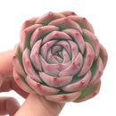 Echeveria 'Silhouette' 2"-3” Rare Succulent Plant