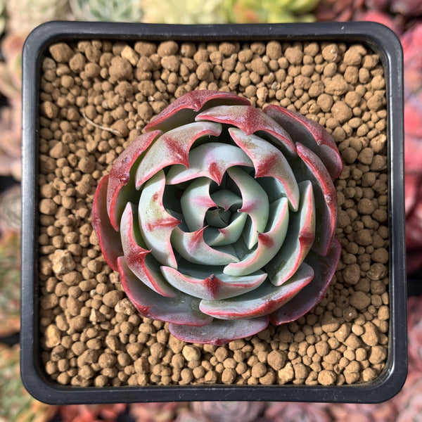 Echeveria sp. 2" Succulent Plant