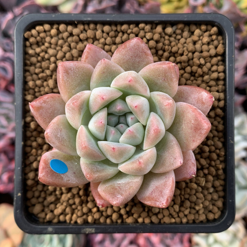 Echeveria 'Sublime' 3" Succulent Plant