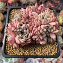 Echeveria 'Zaragoza' Crested Cluster 4" Succulent Plant