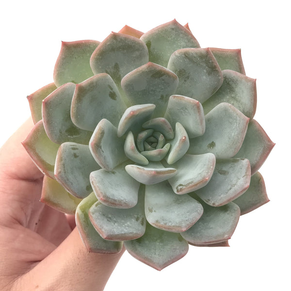 Echeveria 'Laui' Hybrid 4" Powdery Succulent Plant