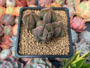 Crassula 'Buddha's Temple' 2"-3" Succulent Plant