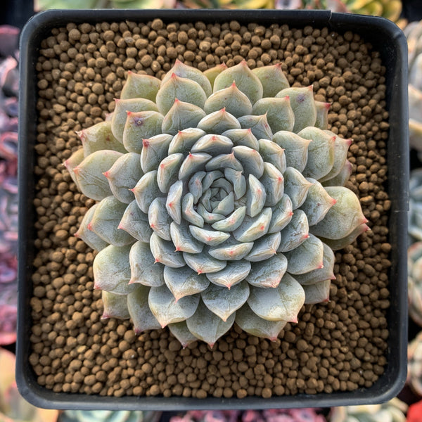 Echeveria 'Mary Bell' 2"-3" Powdery Succulent Plant