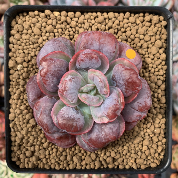 Echeveria 'Hearts Delight' 3" Succulent Plant