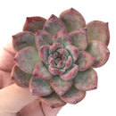 Echeveria 'Colorata' 3" Powdery Succulent Plant