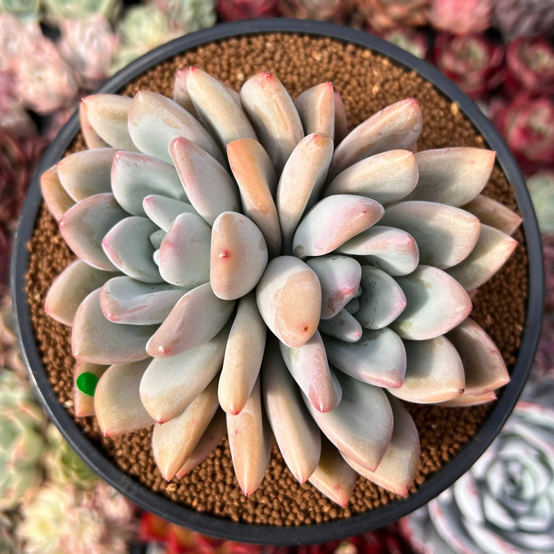 Graptoveria 'Opalina' Cluster 4" Succulent Plant