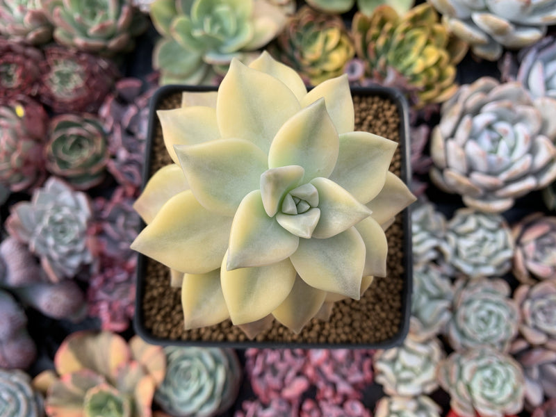 Graptopetalum 'Paraguayense' Variegated 4" Succulent Plant