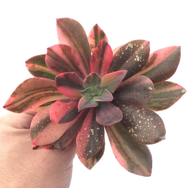 Echeveria 'Hanaikada' Variegated 6" Succulent Plant