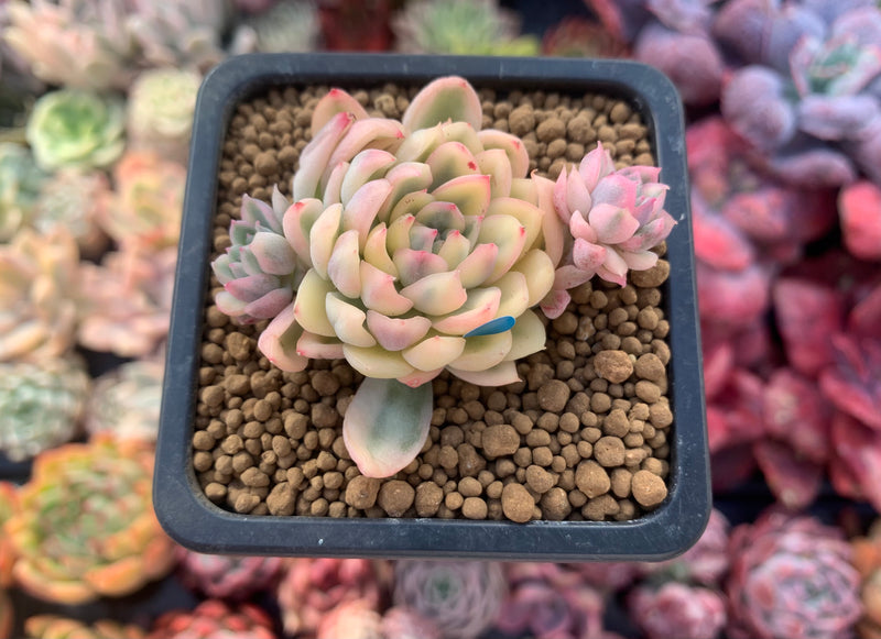 Echeveria 'Mebina' Variegated 2" Succulent Plant