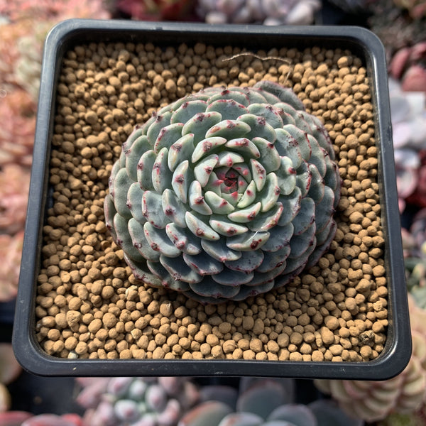 Echeveria 'Minima' 2" Succulent Plant