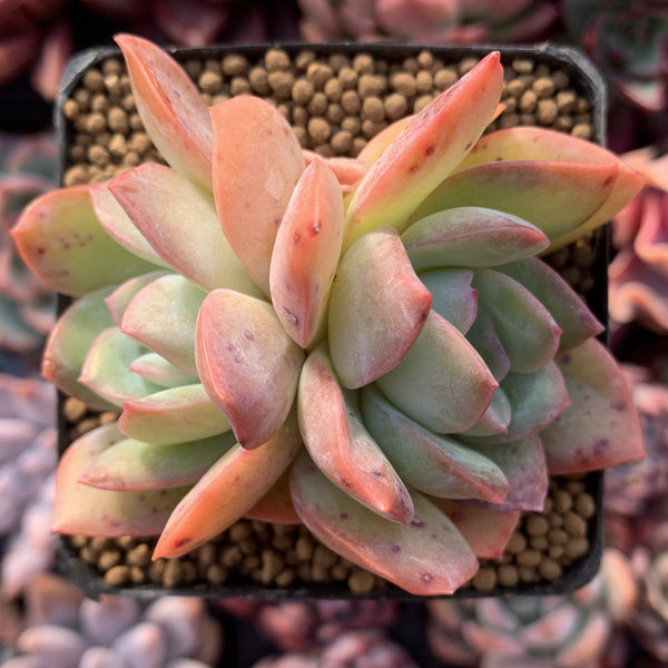 Echeveria 'Paulshire' 3" Succulent Plant