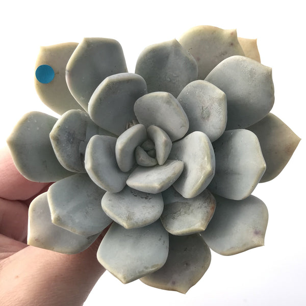 Echeveria 'Tiramisu' 3" Powdery Succulent Plant