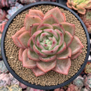 Echeveria Agavoides 'Orange Champaign' 4"-5" Succulent Plant