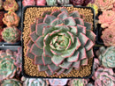 Echeveria sp. 5" Succulent Plant