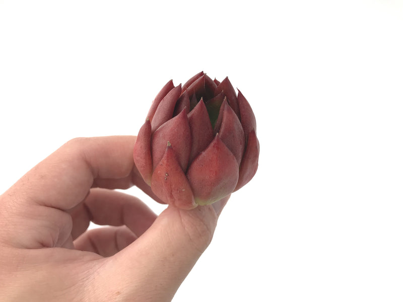 Echeveria Agavoides 'Frank Reinalt' 2" Succulent Plant