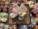 Cotyledon 'Orbiculata' Variegated 2" Succulent Plant